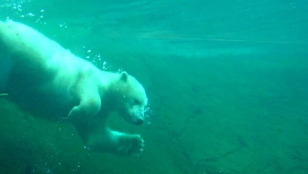 Ледовая ванна и купание: как белая медведица развлекается в зоопарке Орегона - Sputnik Казахстан
