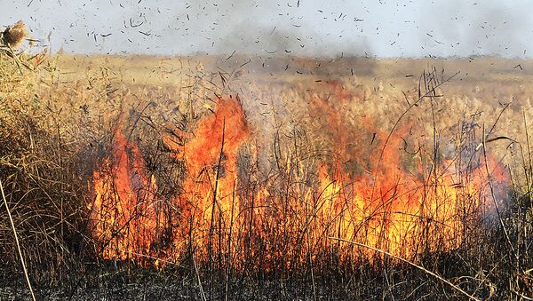 Степной пожар, архивное фото - Sputnik Казахстан