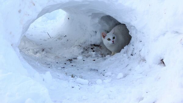 Белый кот в снегу, иллюстративное фото - Sputnik Казахстан