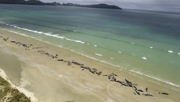 Погибшие дельфины на берегу острова Стюарт в  Новой Зеландии - Sputnik Казахстан