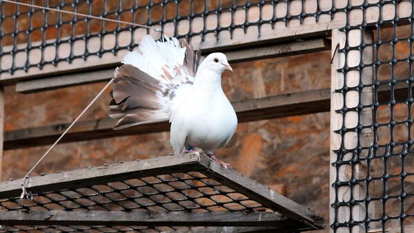 Белый голубь, иллюстративное фото - Sputnik Казахстан
