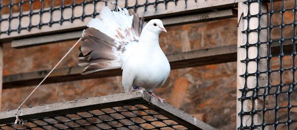 Белый голубь, иллюстративное фото - Sputnik Казахстан