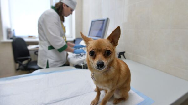 Собака перед осмотром в кабинете ветеринара, архивное фото - Sputnik Казахстан