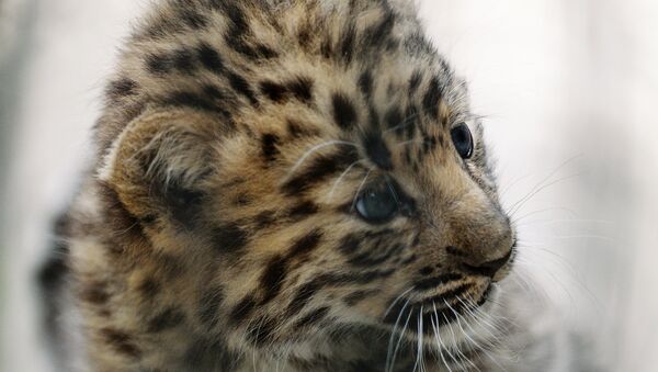 Леопард в национальном парке Земля леопарда - Sputnik Казахстан