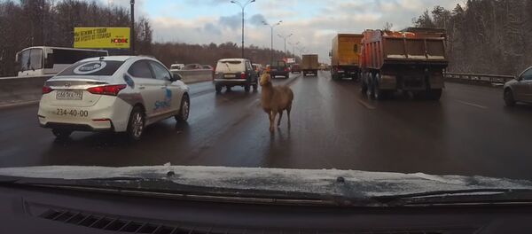 Овца на дороге Овца на дороге - Sputnik Казахстан