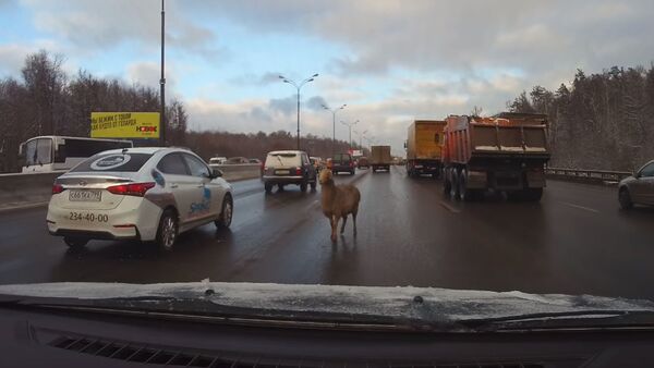 Овца на дороге - Sputnik Казахстан