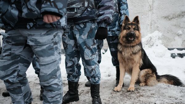 Служебная собака, архивное фото - Sputnik Казахстан