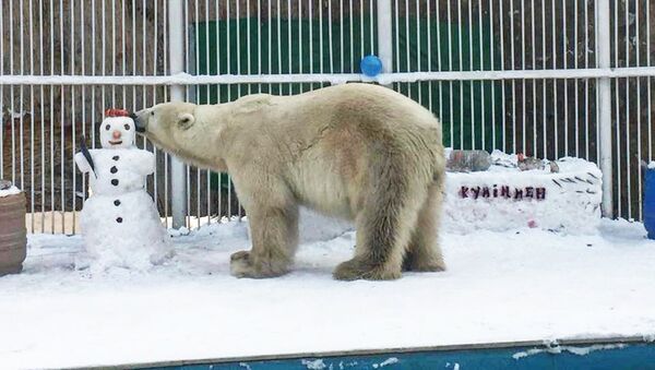 Белый медведь в Алматинском зоопарке - Sputnik Казахстан