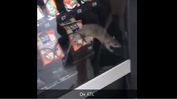 Крыса пробралась в автомат со сладостями - Sputnik Казахстан