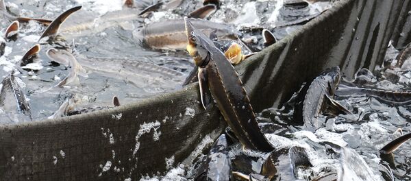 Рыбоводческий комплекс, архивное фото Рыбоводческий комплекс, архивное фото - Sputnik Казахстан