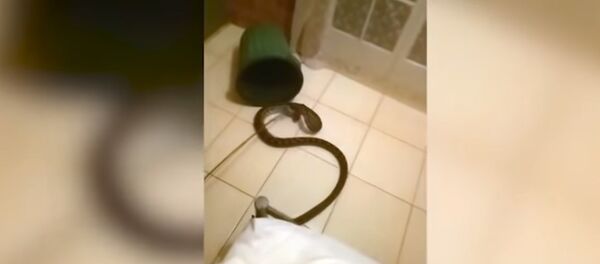 Гигантский питон залез в постель к австралийке Гигантский питон залез в постель к австралийке - Sputnik Казахстан