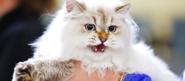 Кошка породы сибирская окраса колор-пойнт (невская маскарадная) - Sputnik Казахстан