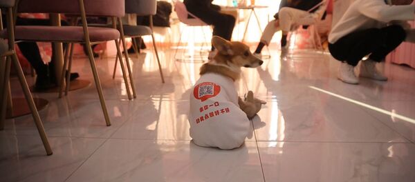 Собаки работают официантами в китайском кафе - Sputnik Казахстан