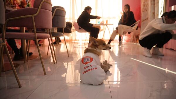 Собаки работают официантами в китайском кафе - Sputnik Казахстан