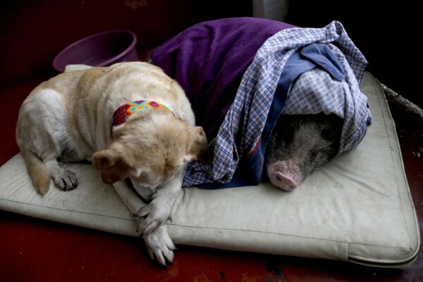 Пес Алжир и свинья Хасинто во временном доме после землетрясения силой 7,1 балла в Мехико, Мексика - Sputnik Казахстан