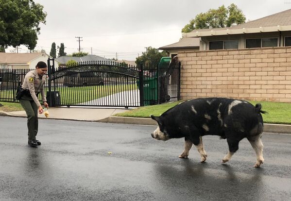 полицейский заманивает свинью обратно домой в Хайленде, США - Sputnik Казахстан