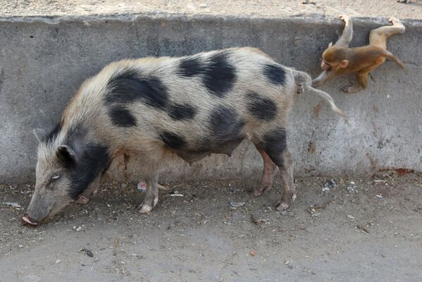 Маленькая макака играет с хвостом свиньи на территории храма в Джайпуре, Индия - Sputnik Казахстан