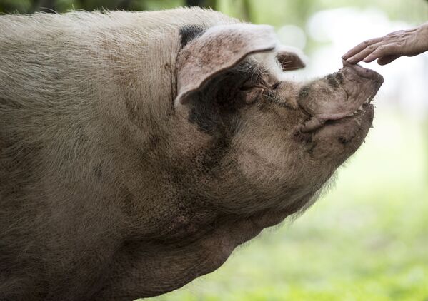 Свинья, известная как Чжу Цзяньцзян, что означает Сильная свинья, получившая известность после того, как была обнаружена живой под обломками, спустя 36 дней после землетрясения силой 7,9 балла в провинции Сычуань 12 мая 2008 года - Sputnik Казахстан