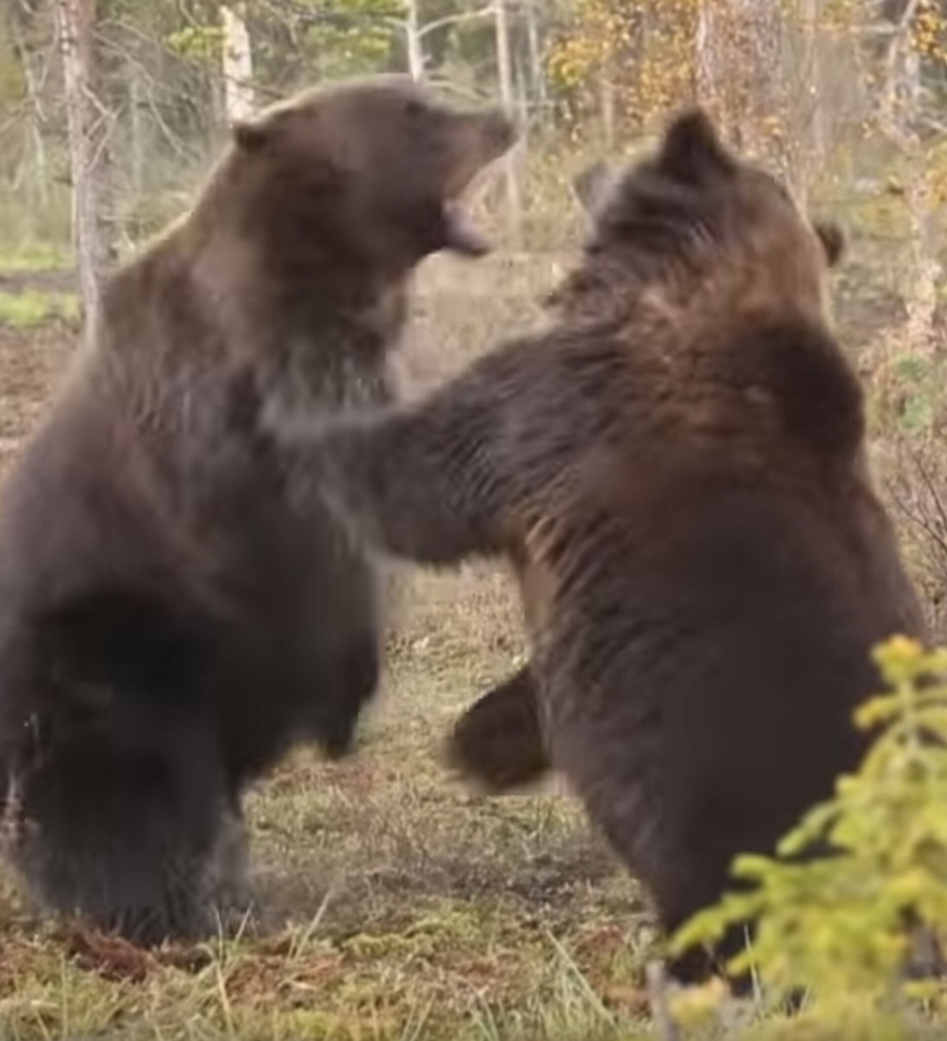 Схватка с медведем. Медведь дерется с медведем. Медведи дерутся между собой.