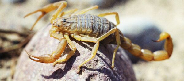 Скорпион Скорпион - Sputnik Казахстан