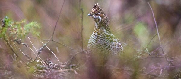 Рябчик Рябчик - Sputnik Казахстан