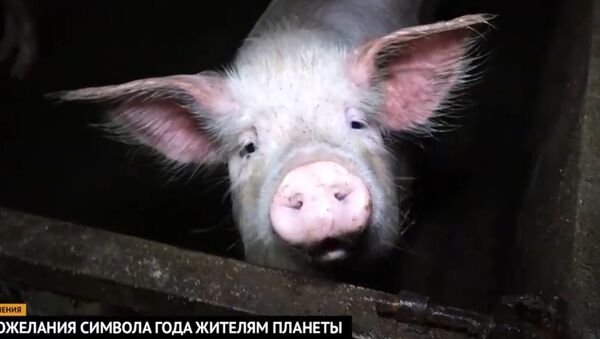 Видеопрогноз от символа года - Свиньи - Sputnik Казахстан
