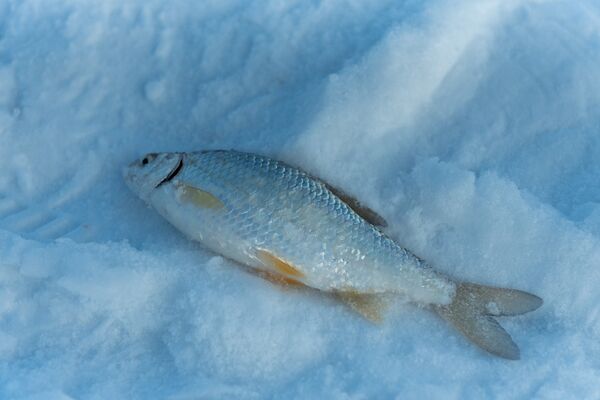 Подледная рыбалка на Капчагайском водохранилище - Sputnik Казахстан