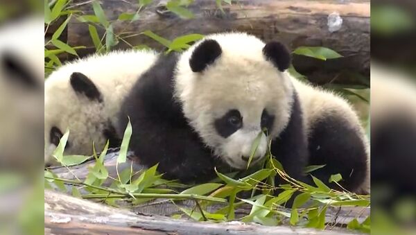 Детенышей панды вывели показали в Китае - Sputnik Казахстан
