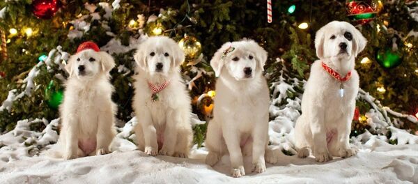 В поисках Санта Лапуса, кадр фильма - Sputnik Казахстан