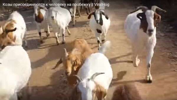 Козы на пробежке с человеком - видео - Sputnik Казахстан