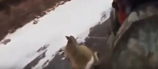 Охотник спас косулю на замерзшем озере - Sputnik Казахстан