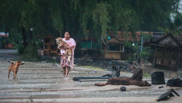 Женщина спасает собаку во время приближающегося шторма Пабук в Таиланде - Sputnik Казахстан