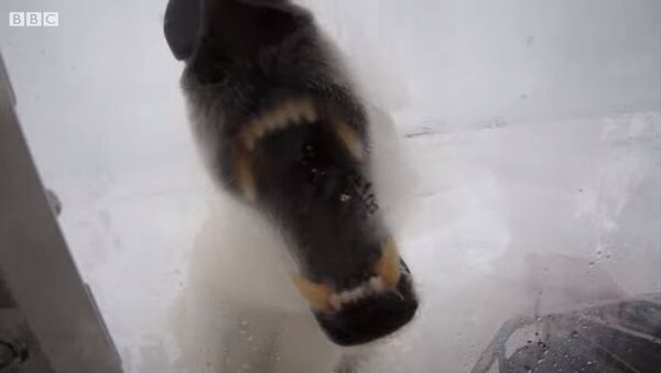 Белый медведь кинулся на фотографа - Sputnik Казахстан