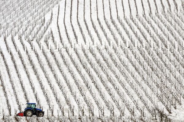Трактор пробирается через заснежнный виноградник Дурбаха в южной Германии - Sputnik Казахстан