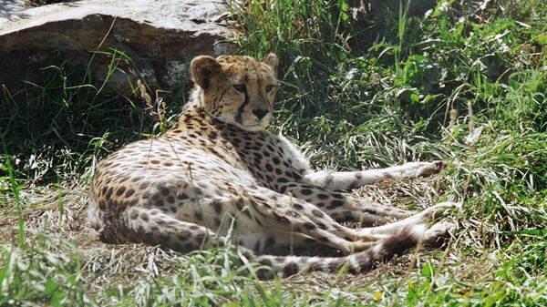 Гепард. Архивное фото Гепард. Архивное фото - Sputnik Казахстан