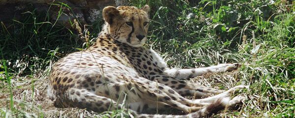 Гепард. Архивное фото Гепард. Архивное фото - Sputnik Казахстан