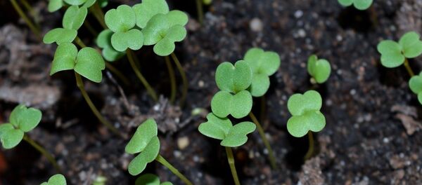 Ростки - Sputnik Казахстан