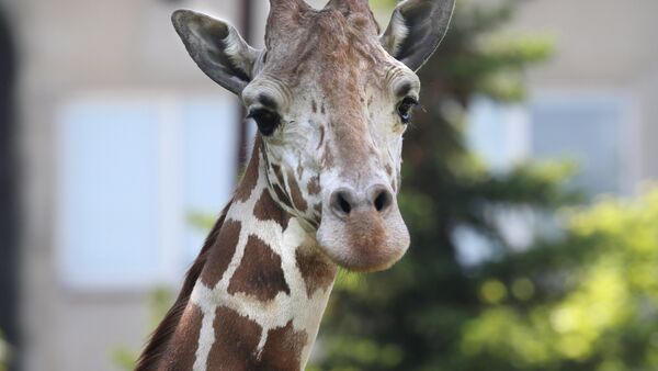 Архивное фото жирафа в зоопарке - Sputnik Казахстан