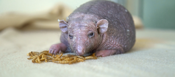 Спасение лысого ежа: как Нельсону делают массаж для роста иголок - Sputnik Казахстан