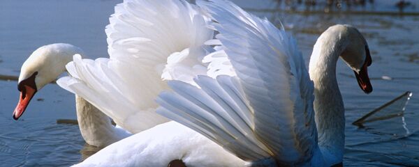 Лебеди в пруду - Sputnik Казахстан