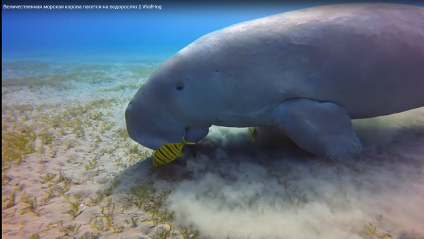 Морская корова ест водоросли - видео - Sputnik Казахстан