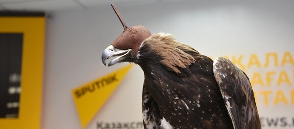 Беркут - ловчая птица - Sputnik Казахстан