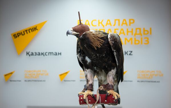 Беркут - ловчая птица - Sputnik Казахстан