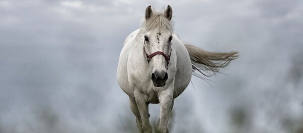 Шауып келе жатқан жылқы Шауып келе жатқан жылқы - Sputnik Қазақстан