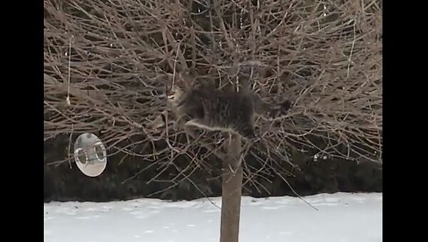 Кот забрался на дерево ради кормушки с едой - Sputnik Казахстан