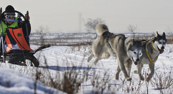 Соревнования ездовых собак - Sputnik Казахстан