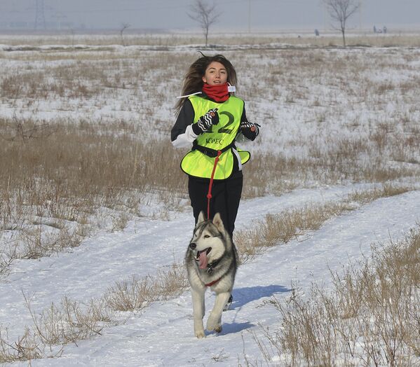 Соревнования ездовых собак - Sputnik Казахстан