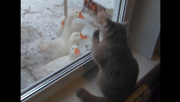 Кот играет с домашними гусями - видео - Sputnik Казахстан