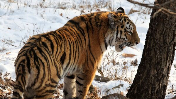 Тигр, архивное фото - Sputnik Казахстан