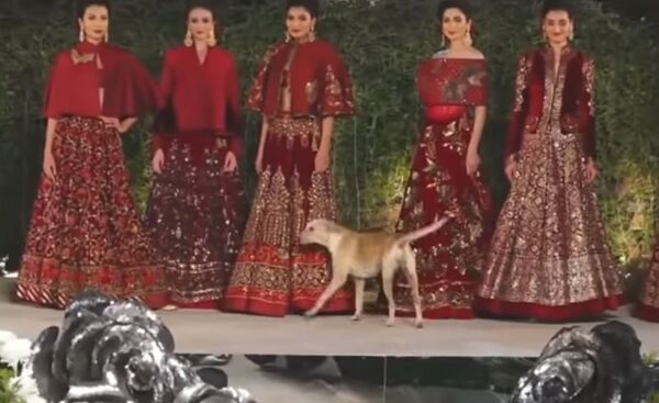 Собака выбежала на подиум и стала звездой шоу Собака выбежала на подиум и стала звездой шоу - Sputnik Казахстан